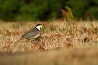 Cejka australska - Vanellus miles - Masked Lapwing o1399